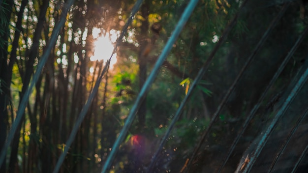 Free Photo bamboo forest landscape