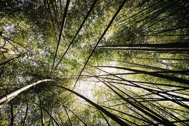 Free photo bamboo forest with morning sunlight