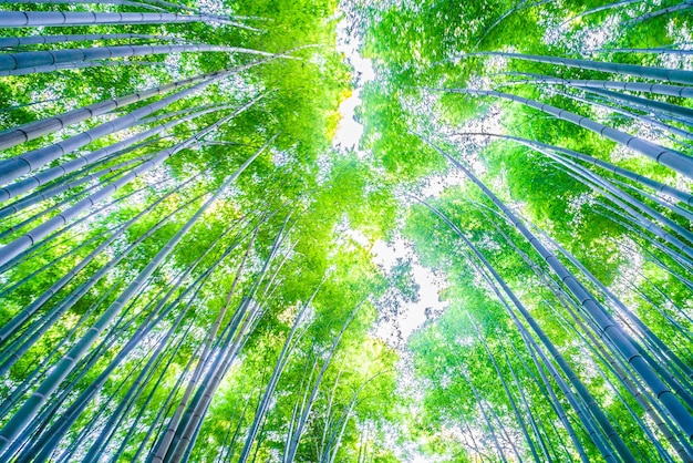 Free photo bamboo forest