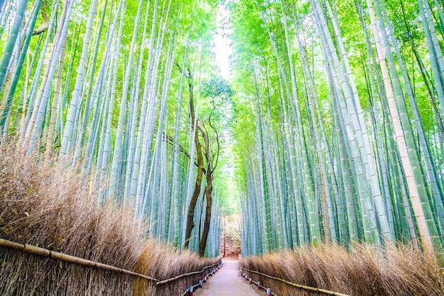 Bamboo forest