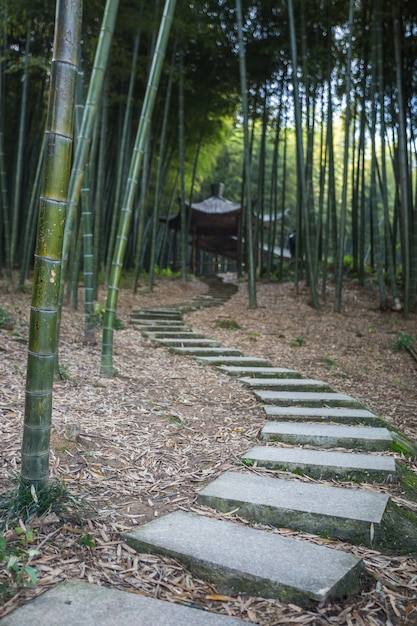 Free Photo bamboo forest