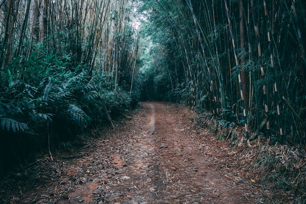 Bamboo Path