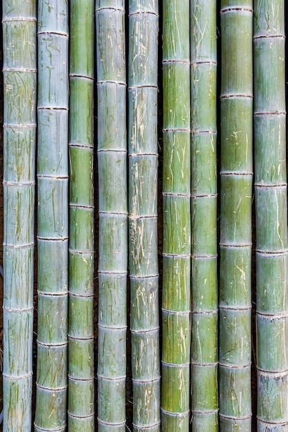 Bamboo raft