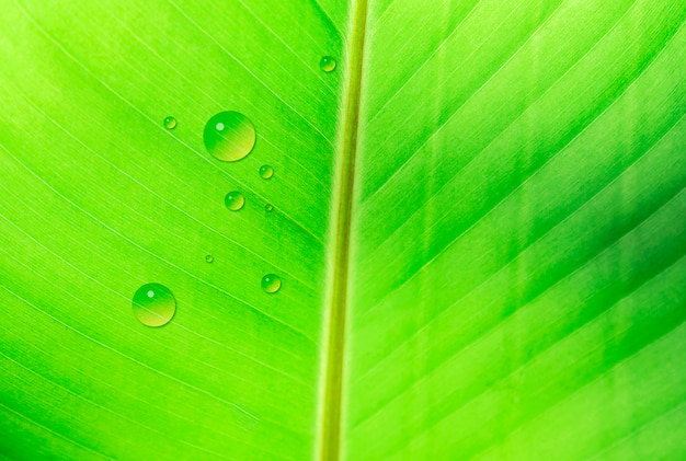 Banana leaf texture with drop of water