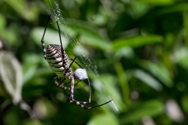 Banded Argiope Spider (Argiope trifasciata) on its web about to eat its prey, a fly meal