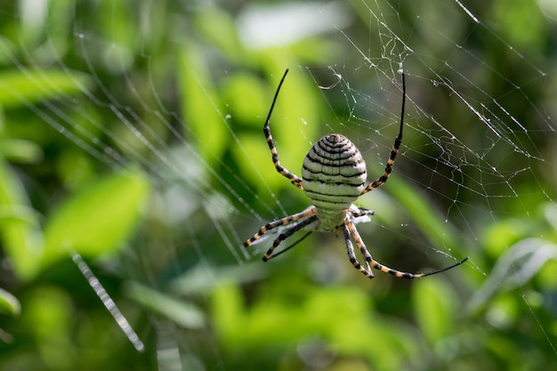 Free photo banded argiope spider (argiope trifasciata) on its web about to eat its prey, a fly meal