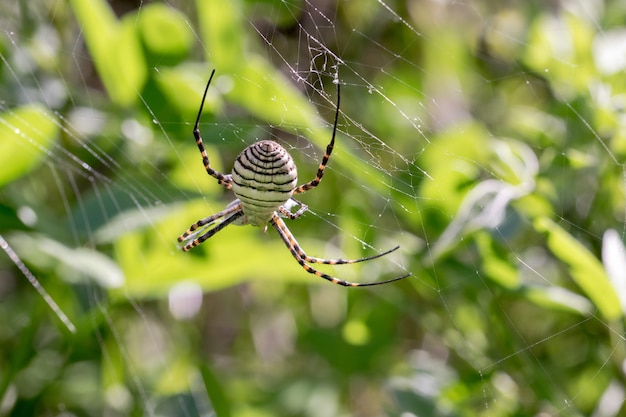 Free photo banded argiope spider (argiope trifasciata) on its web about to eat its prey