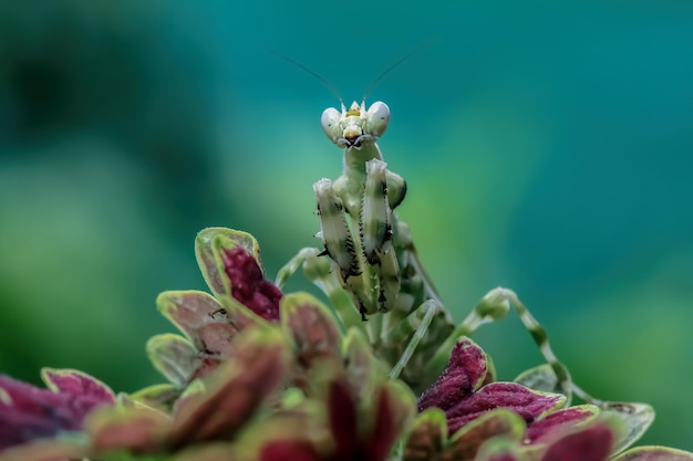 Free Photo banded flower mantis on branch banded flower mantis on flower