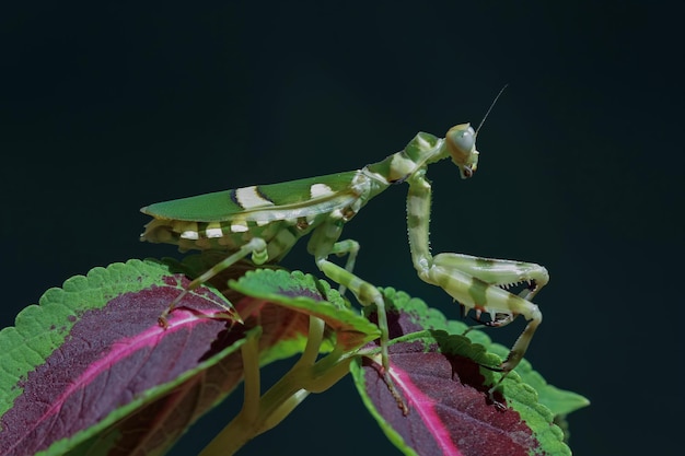 Banded flower mantis on branch insect closeup Banded flower mantis isolated on black background