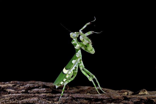 Banded flower mantis on branch insect closeup Banded flower mantis isolated on black background