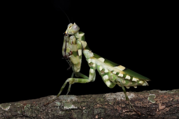 Free Photo banded flower mantis on branch insect closeup