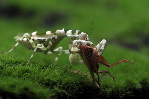 Free photo banded flower mantis closeup on branch insect closeup