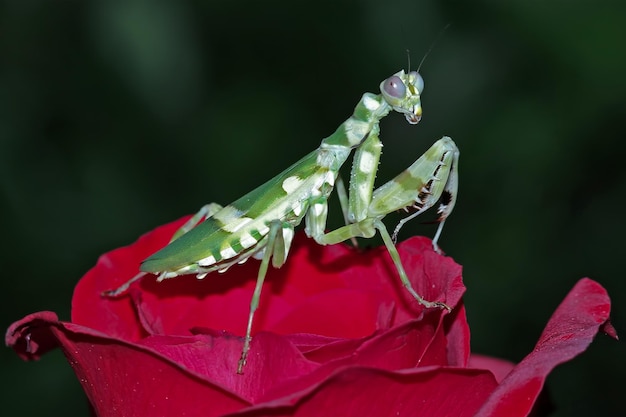 Free Photo banded flower mantis on flower insect closeup