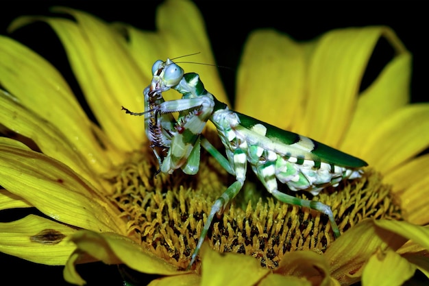 Banded flower mantis on flower insect closeup