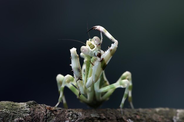 Banded flower mantis on red flower insect closeup