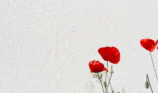 Free photo banner or postcard for design blooming poppies blooming red flowers on a light wall background beautiful spring flowers soft focus space for text