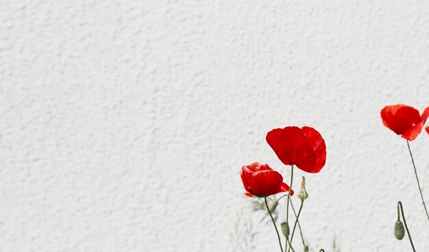 Banner or postcard for design blooming poppies blooming red flowers on a light wall background beautiful spring flowers soft focus space for text