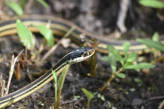 Free photo barataria preserve with a ribbon snake's head raised.