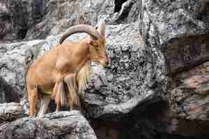 Free photo barbary sheep ammotragus lervia native to rocky mountains in north africa