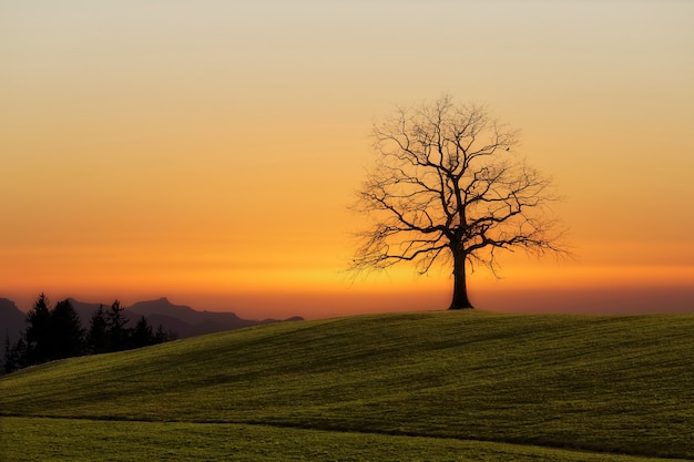 Free photo bare tree during sunset