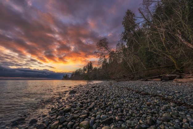 Free Photo bare trees near body of water during sunset