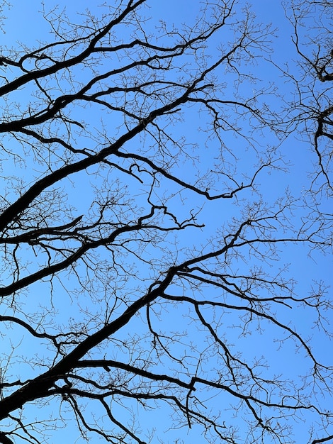 Free photo bare trees in spring against a blue clear sky bottom view.