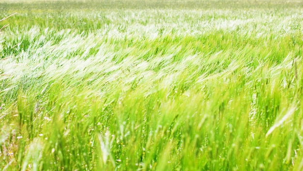 Free Photo barley field on a windy day