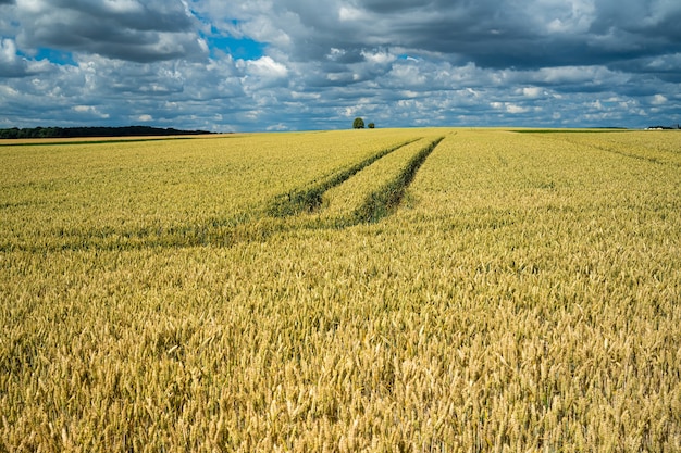 Free Photo barley grain field under the sky full of clouds