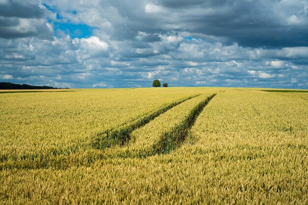 Barley grain field under the sky full of clouds