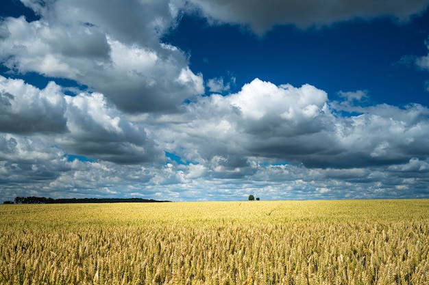 Free Photo barley grain field under the sky full of clouds