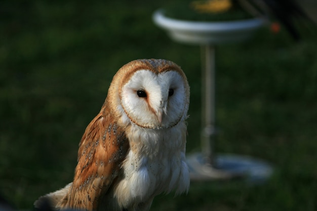 Free photo barn owl