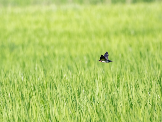 Free photo barn swallow flying over green rice field