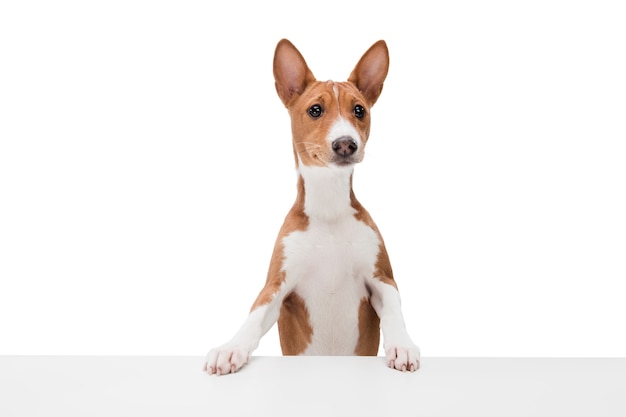 Free Photo basenji dog isolated on white