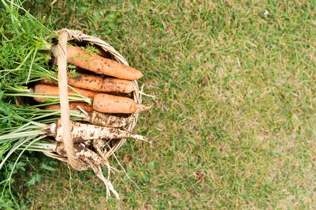 Basket full with carrots with copy space