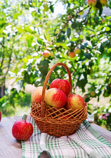 Free photo basket of ripe red apples on a table in a summer garden