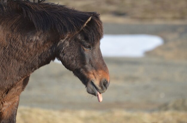 Bay Icelandic horse with his tongue sticking out.