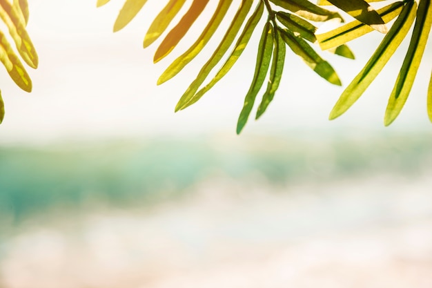 Free Photo beach background with palm leaf