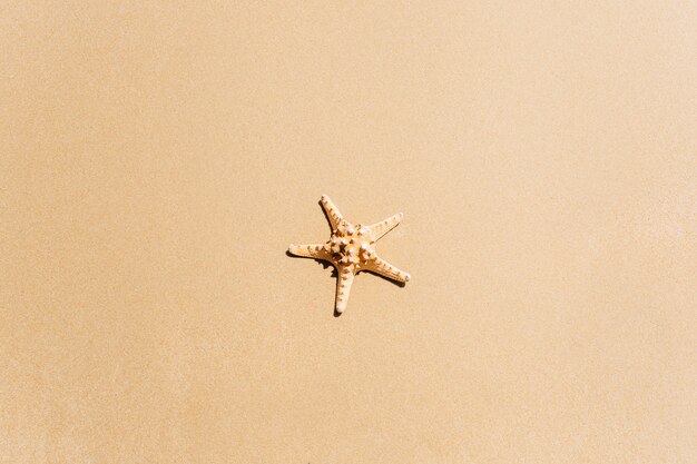 Beach background with starfish