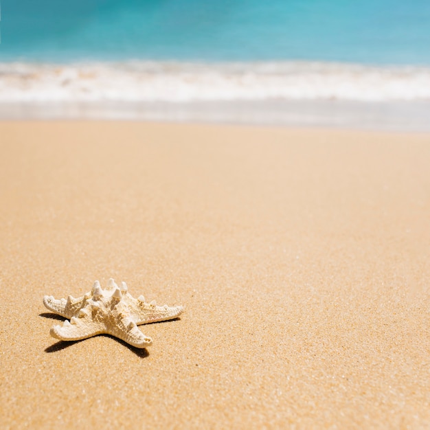 Beach background with starfish