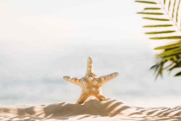 Free Photo beach background with starfish