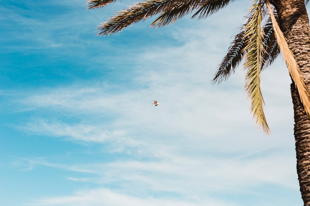 Free photo beach concept with palm tree