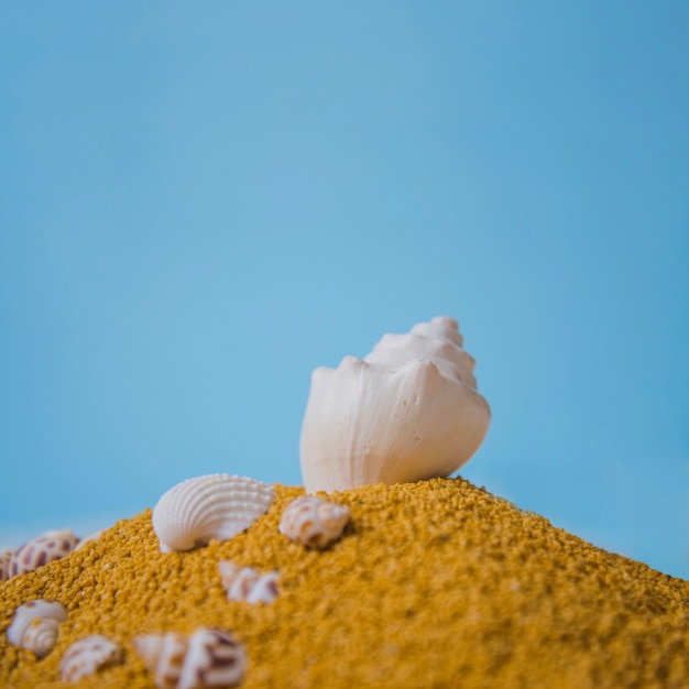 Free Photo beach concept with shell on hill of sand