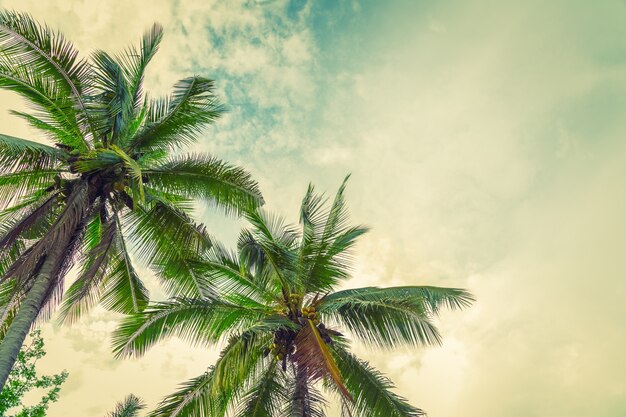 Beach palm tree from below