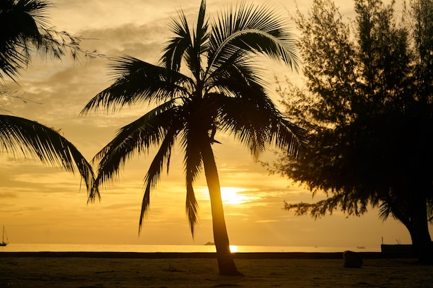 beach sky tree trip vacations