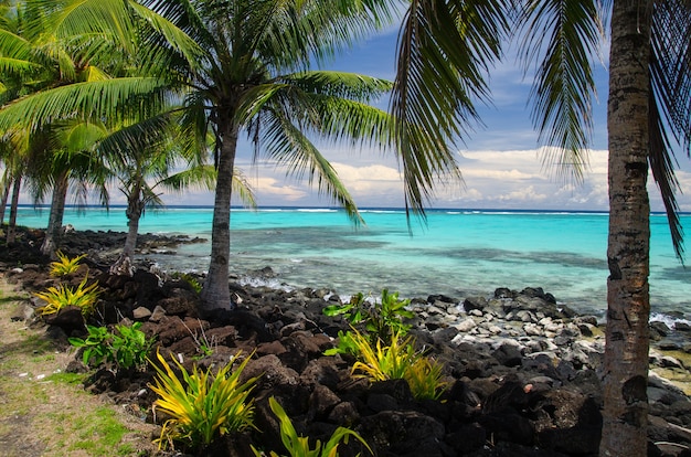 Beach surrounded by palm trees and the sea under the sunlight in the Savai'i Island, Samoa