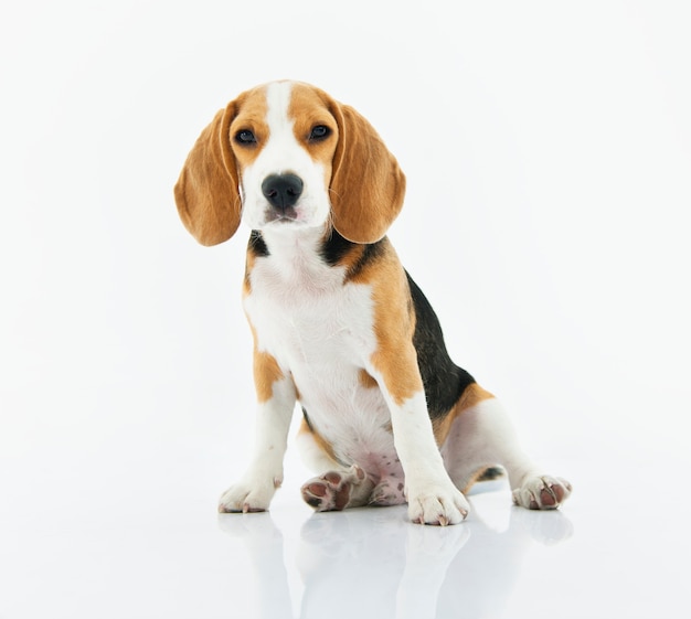 Free photo beagle dog sitting with white background