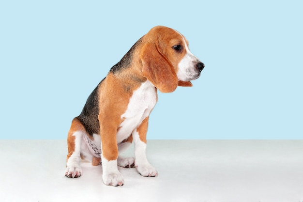 beagle puppy on blue