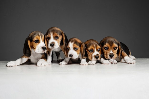 Free photo beagle tricolor puppies are posing. cute white-braun-black doggies or pets playing on grey background.