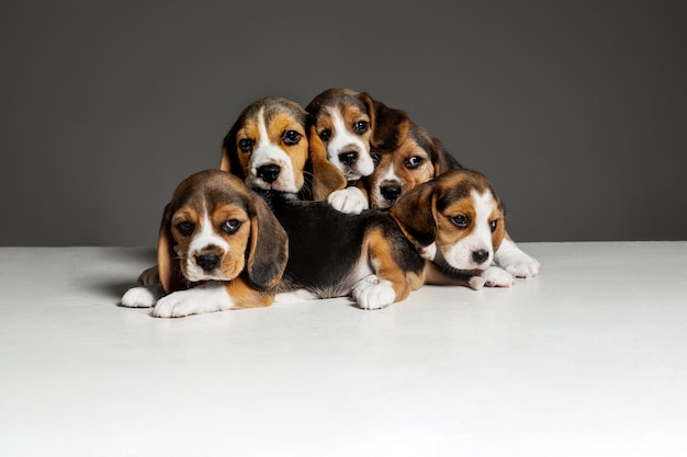 Free Photo beagle tricolor puppies are posing. cute white-braun-black doggies or pets playing on grey background.