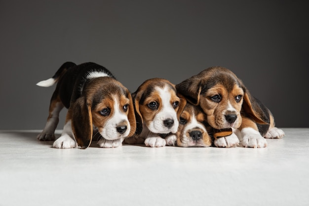 Free Photo beagle tricolor puppies are posing. cute white-braun-black doggies or pets playing on grey wall. look attented and playful.concept of motion, movement, action. negative space.